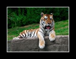 47bent skovmand-tiger-king